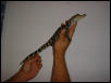 American Alligator 5