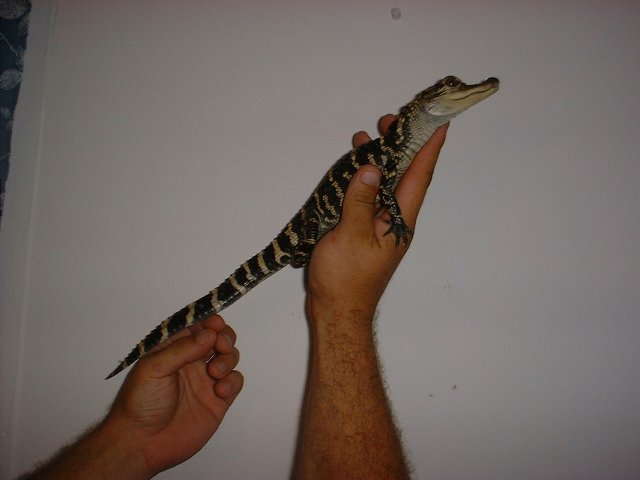 American Alligator 5