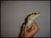 American Alligator 6