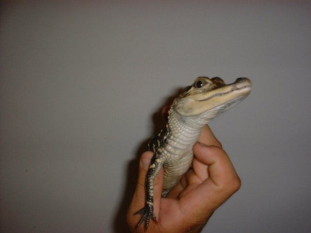 American Alligator 6