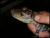American Alligator 7