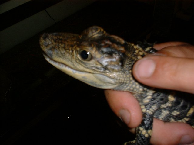 American Alligator 7