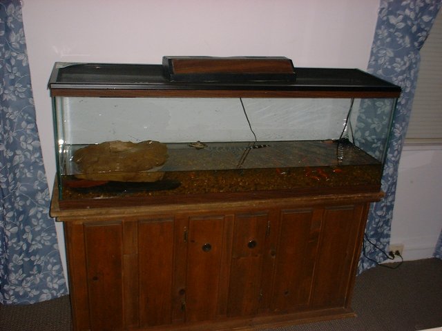 American Alligator Tank 1