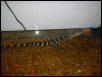 American Alligator Tank 2