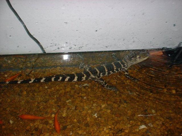 American Alligator Tank 2