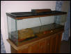 American Alligator Tank 3