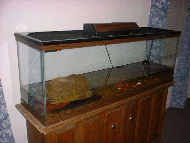 American Alligator Tank 3