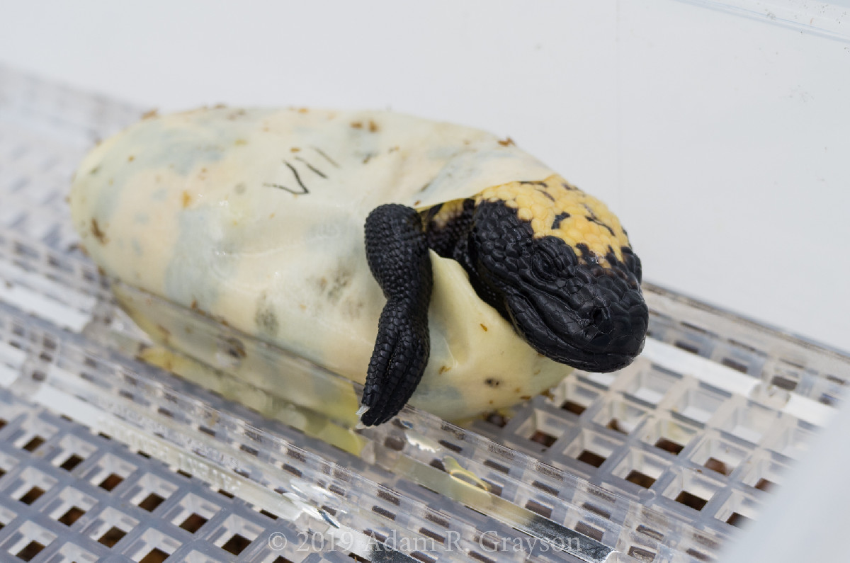 Gila leaving egg produced by Goatsbyâ€™s Place