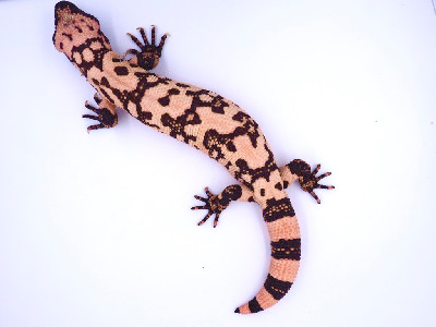 Pink aberrant banded Gila monster