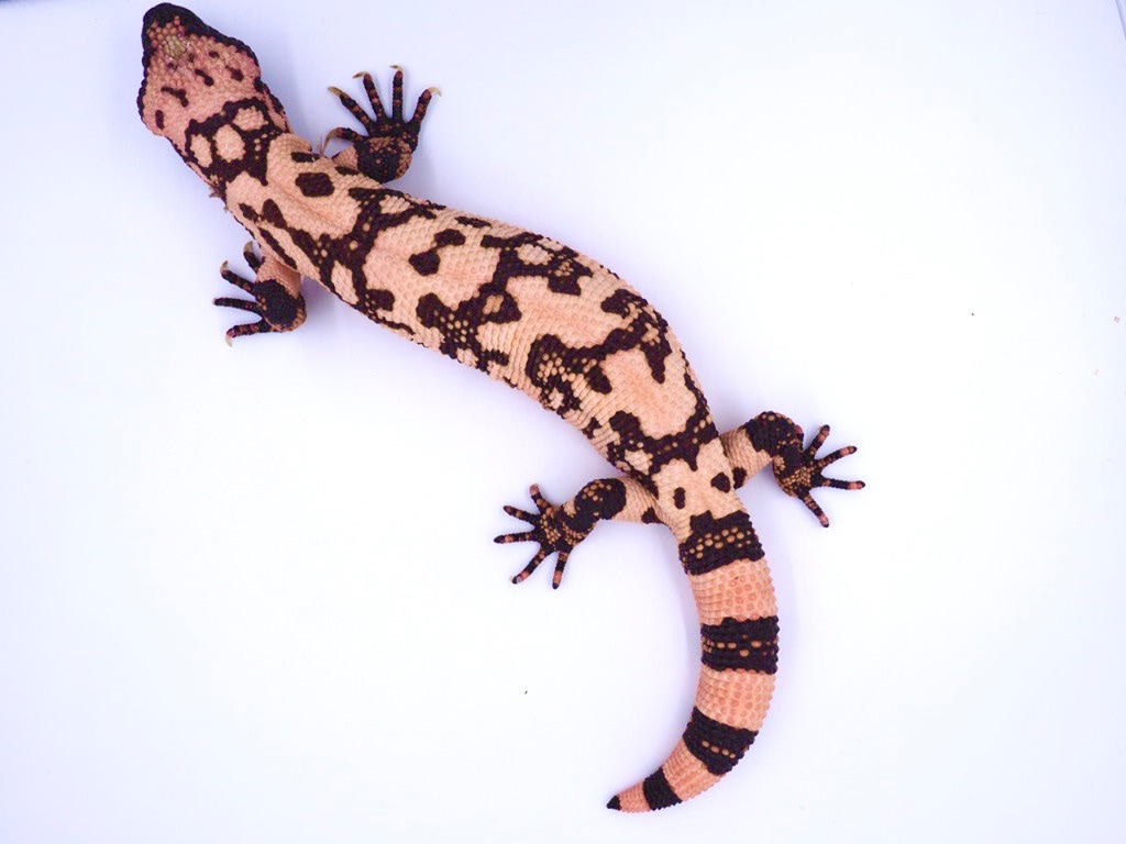 Pink aberrant banded Gila monster
