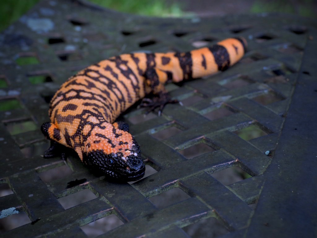 Orange banded Gila monster