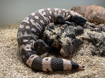 Axanthic Gila monster