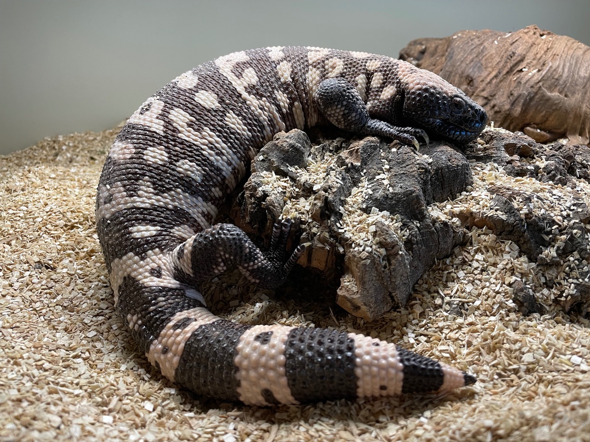 Axanthic Gila monster