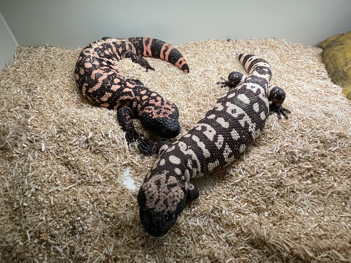 Axanthic and orange Gila monster