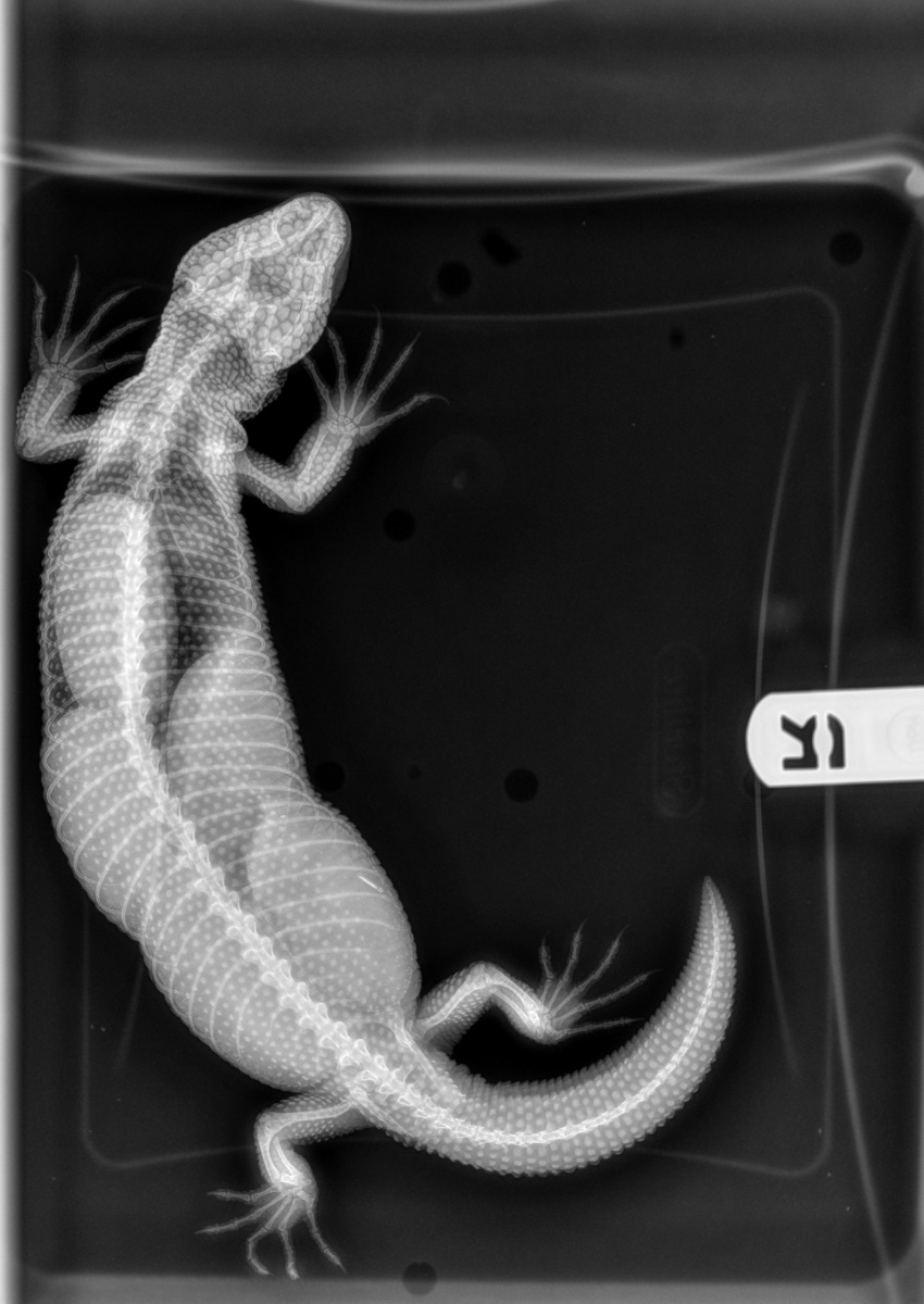 X ray of Gila monster with eggs