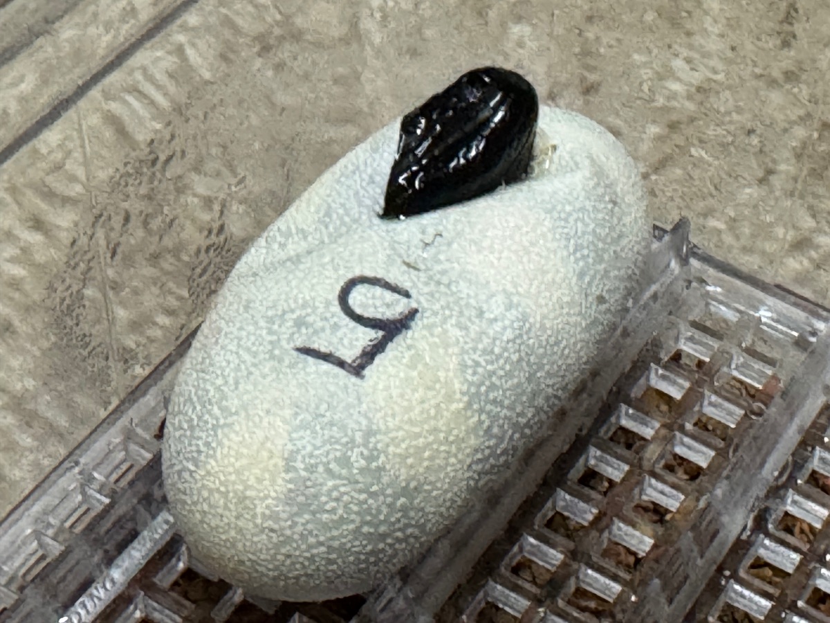 Gila monster emerging from egg