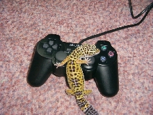 hator playing games