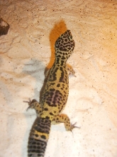 what kind of morph is this