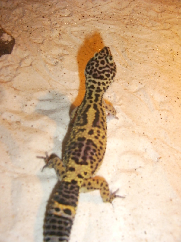 what kind of morph is this