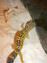 what morph is this