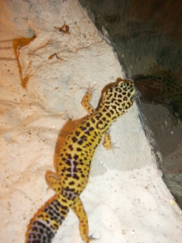 what morph is this