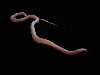 Zephyr - leucistic rat snake