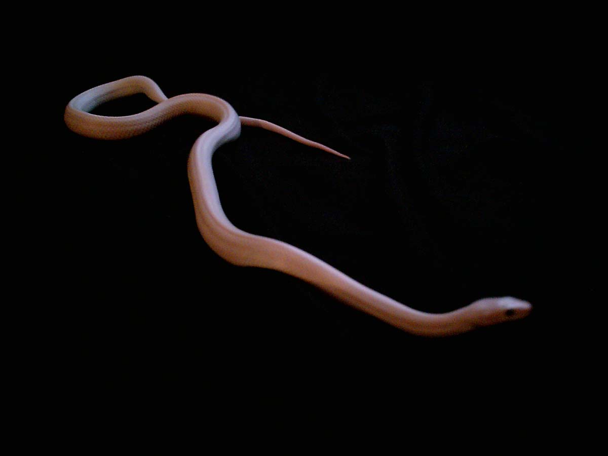 Zephyr - leucistic rat snake