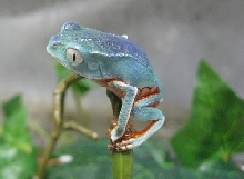 sharp back froglet