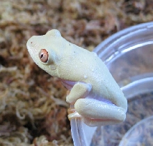 Albino redeyes 1 month old