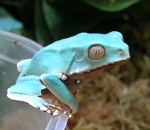 P.bicolor froglet (giant waxy monkey)