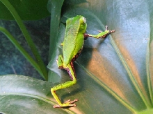 Adult P.vaillanti
