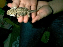 leezard
