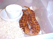 Male Okeetee