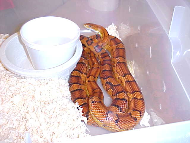 Male Okeetee
