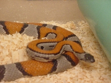 Female Stripe necked