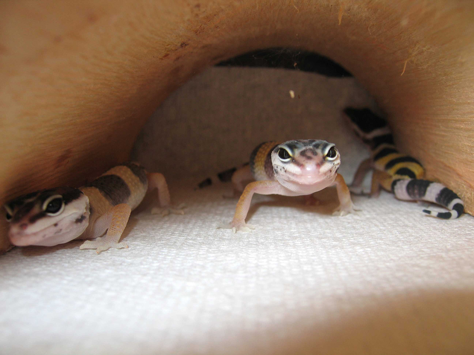 Double Het Albino/High Yellow