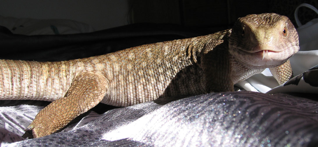 crimson posing