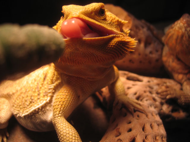 Munchin'