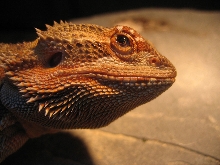 Male Sandfire.002