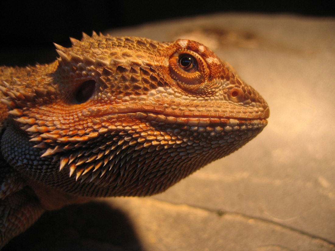 Male Sandfire.002