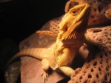 My Pastel Female