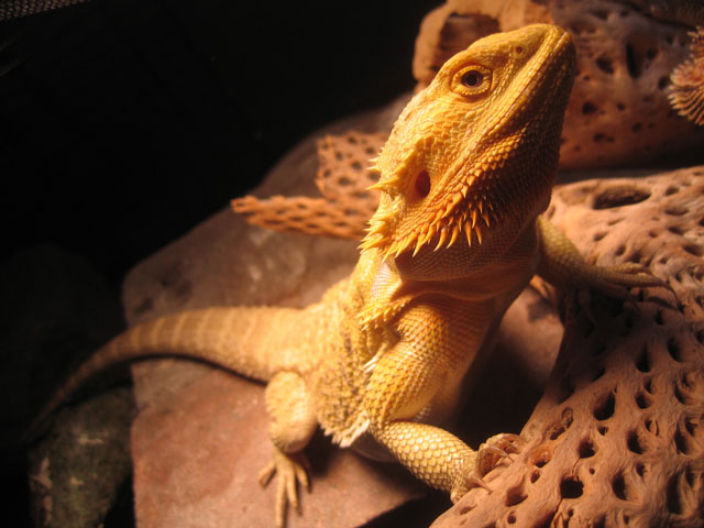 My Pastel Female