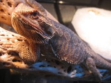 Male Sandfire