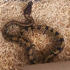 Phil my snake
