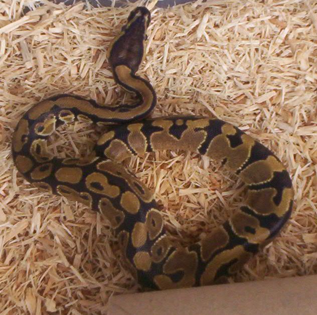 Phil my snake