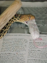 Bullsnake1