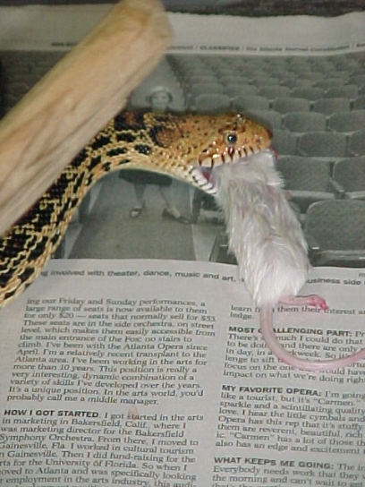 Bullsnake1