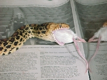 Bullsnake2