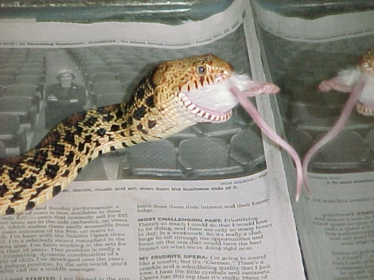Bullsnake3