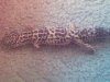 my first gecko